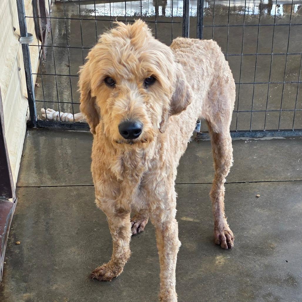 Hank, Adoptable, Adult Male Golden Retriever & Poodle.