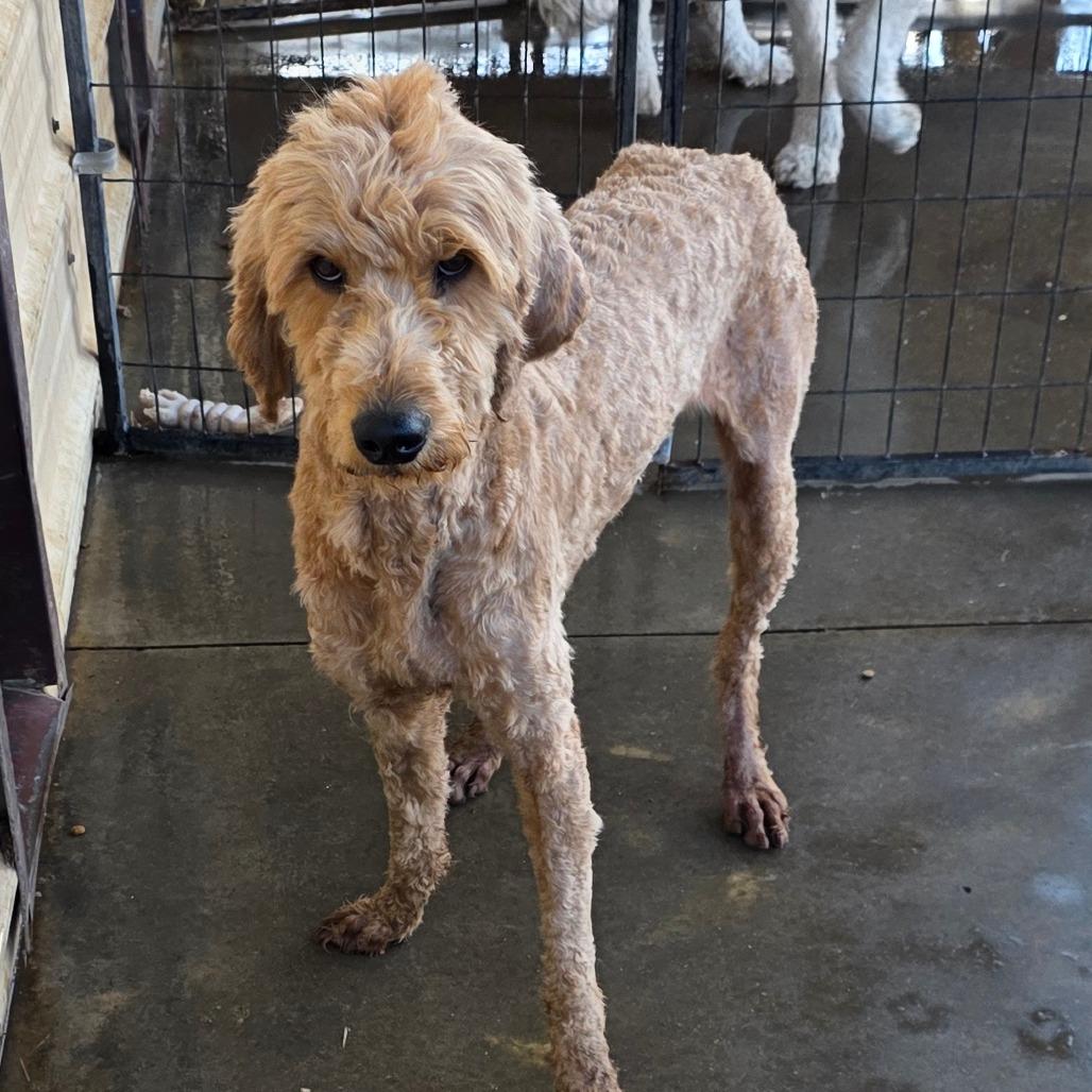 Enlarge Hank, a Adoptable mixed breed in Goltry, OK image 2/2