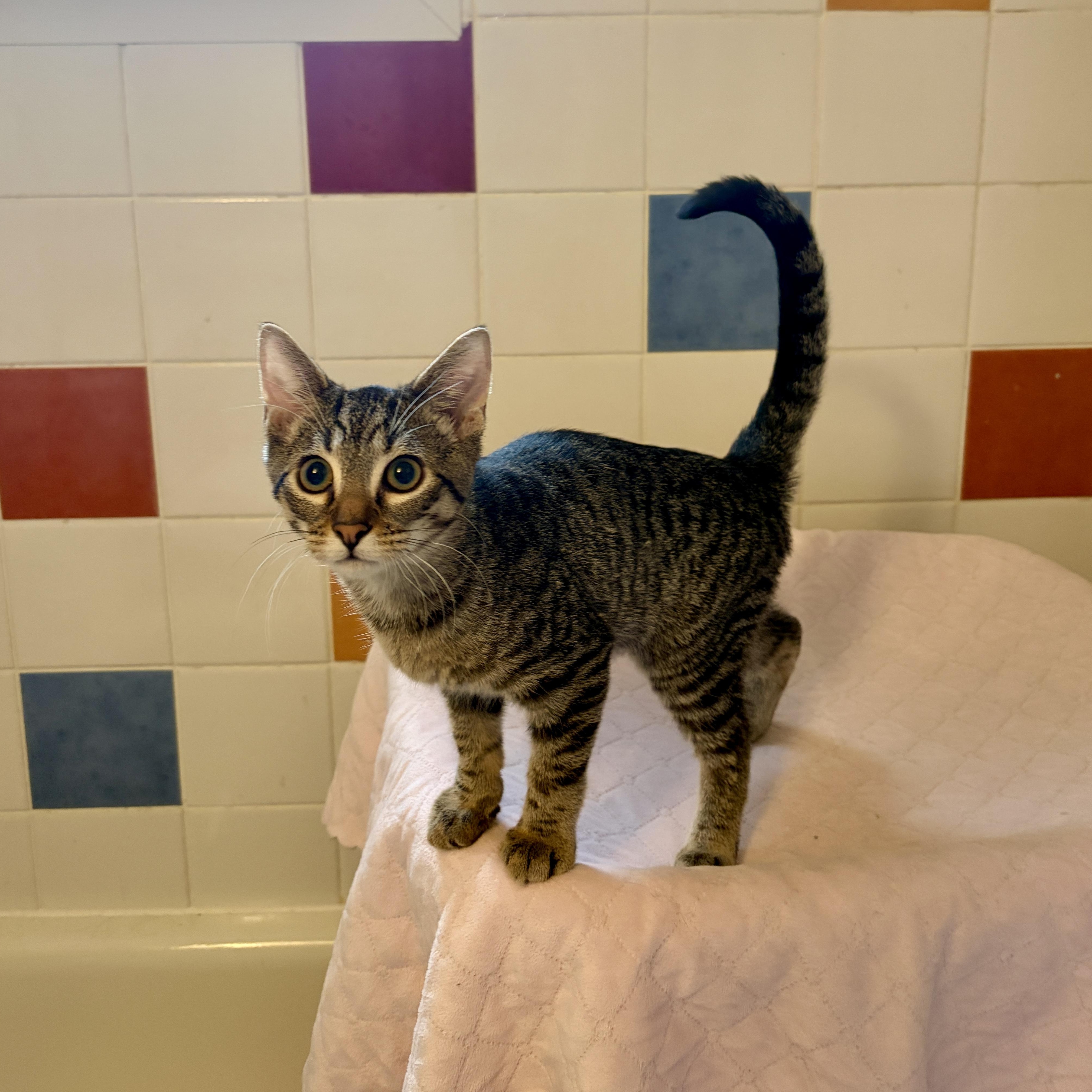 INDIE, Adoptable, Kitten Male Tabby.