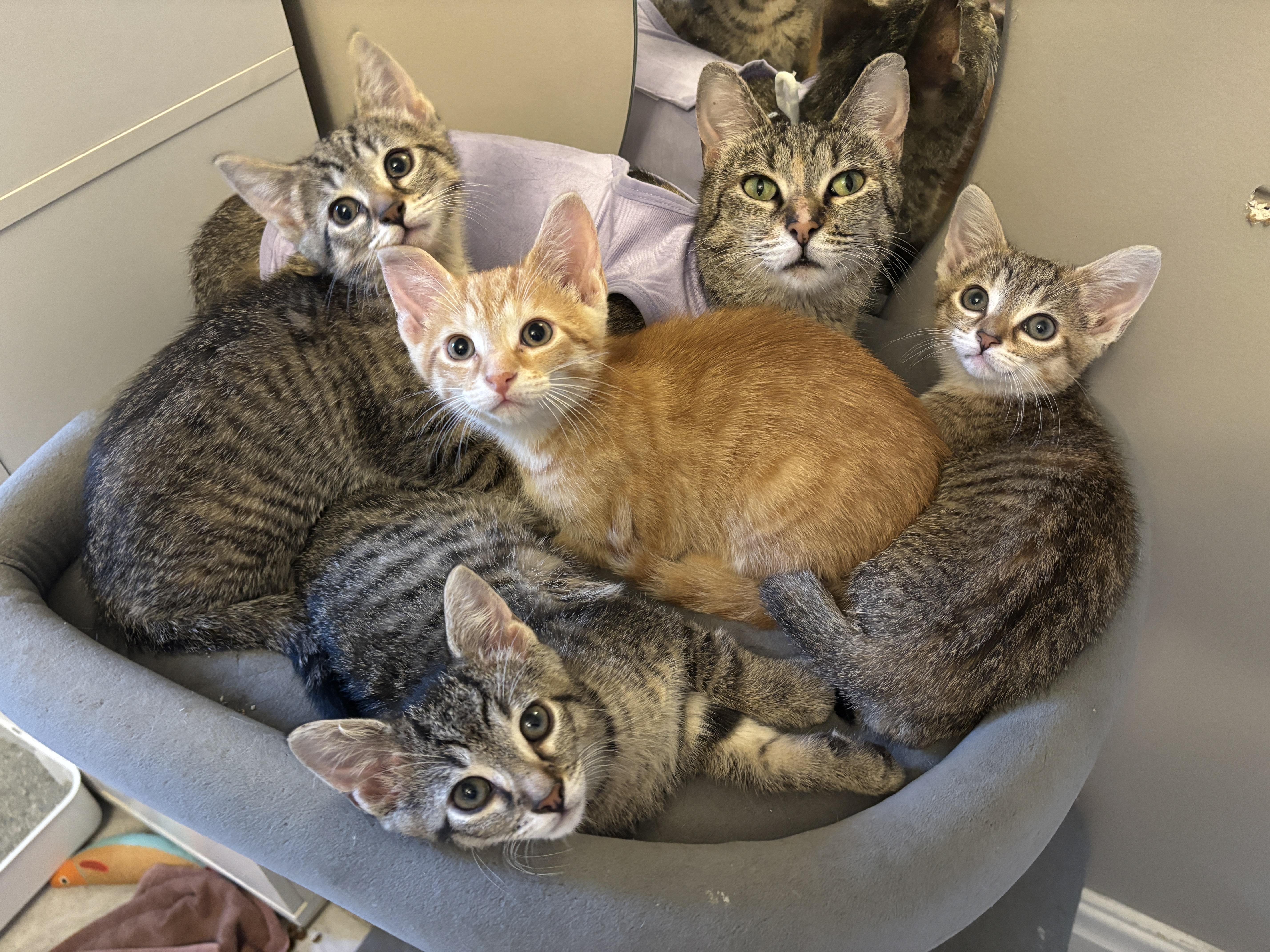 Enlarge INDIE, a Adoptable Tabby in Shakespeare, ON image 2/2
