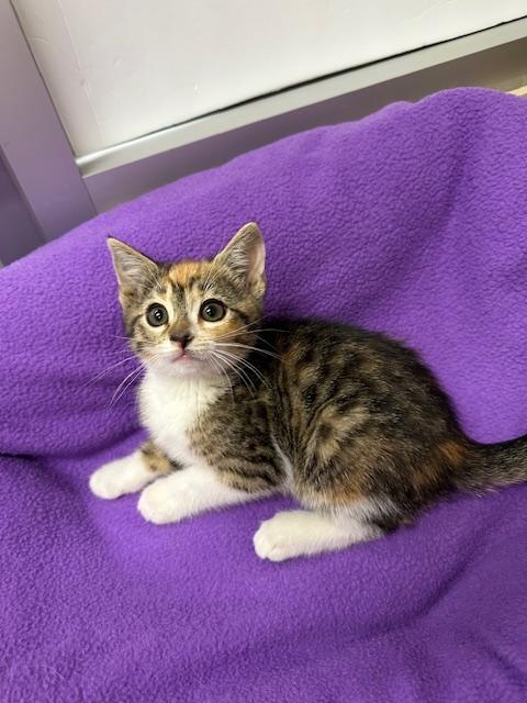 Enlarge Lainey, a Adoptable Calico in Parlier, CA image 2/5