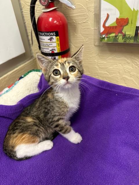 Enlarge Lainey, a Adoptable Calico in Parlier, CA image 4/5