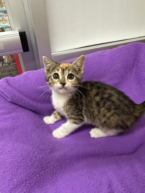 Enlarge Lainey, a Adoptable Calico in Parlier, CA image 5/5