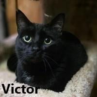 Victor , ADOPTABLE, Adult Male Domestic Short Hair.