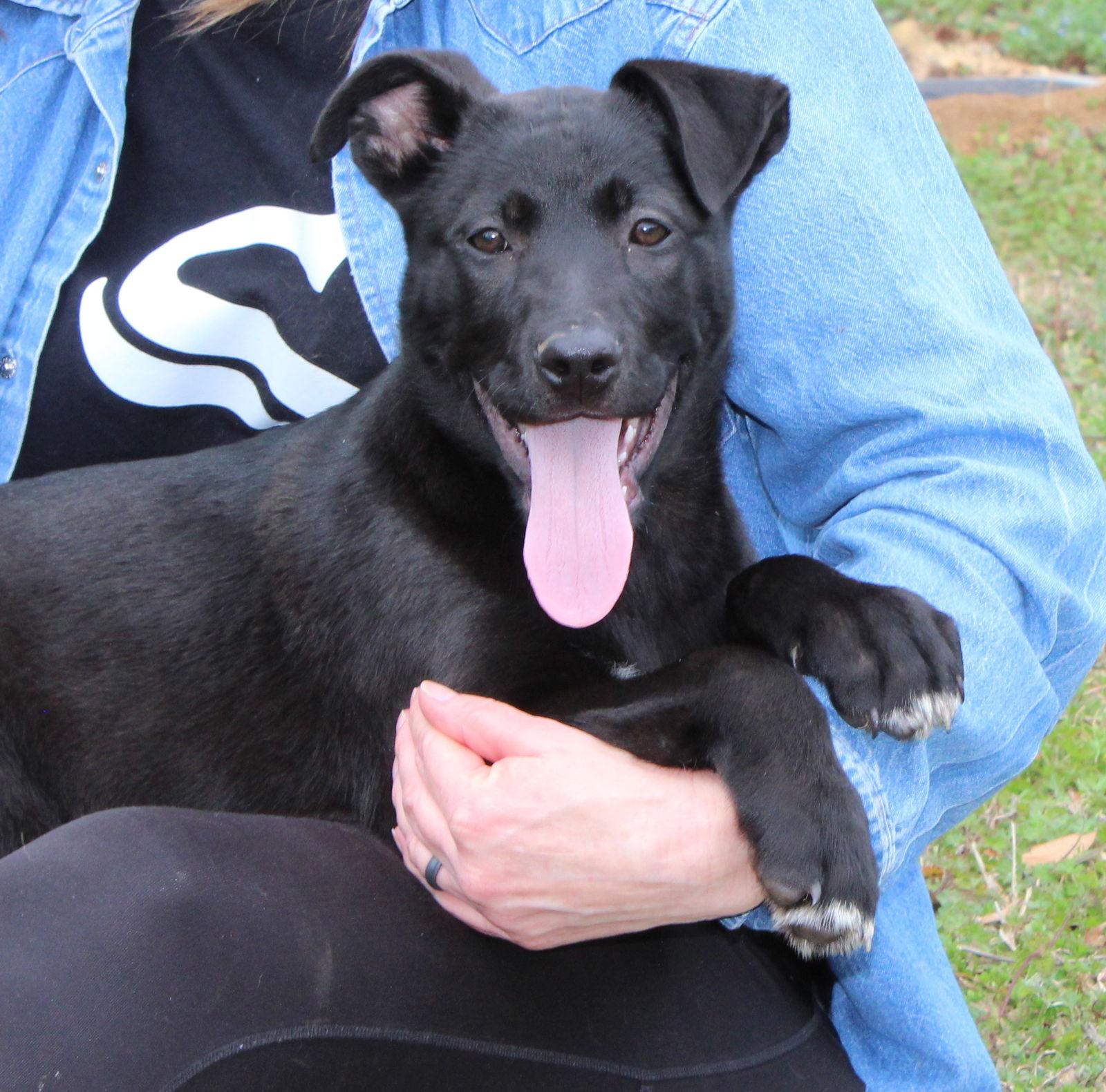 Tommy 43201, Adoptable, Puppy Male Black Labrador Retriever & Shepherd.