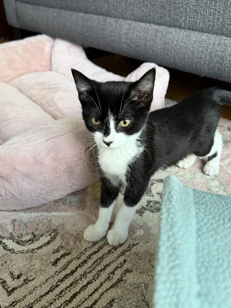 Enlarge Cuddles, a Adoptable Domestic Short Hair in North Brunswick, NJ image 2/4