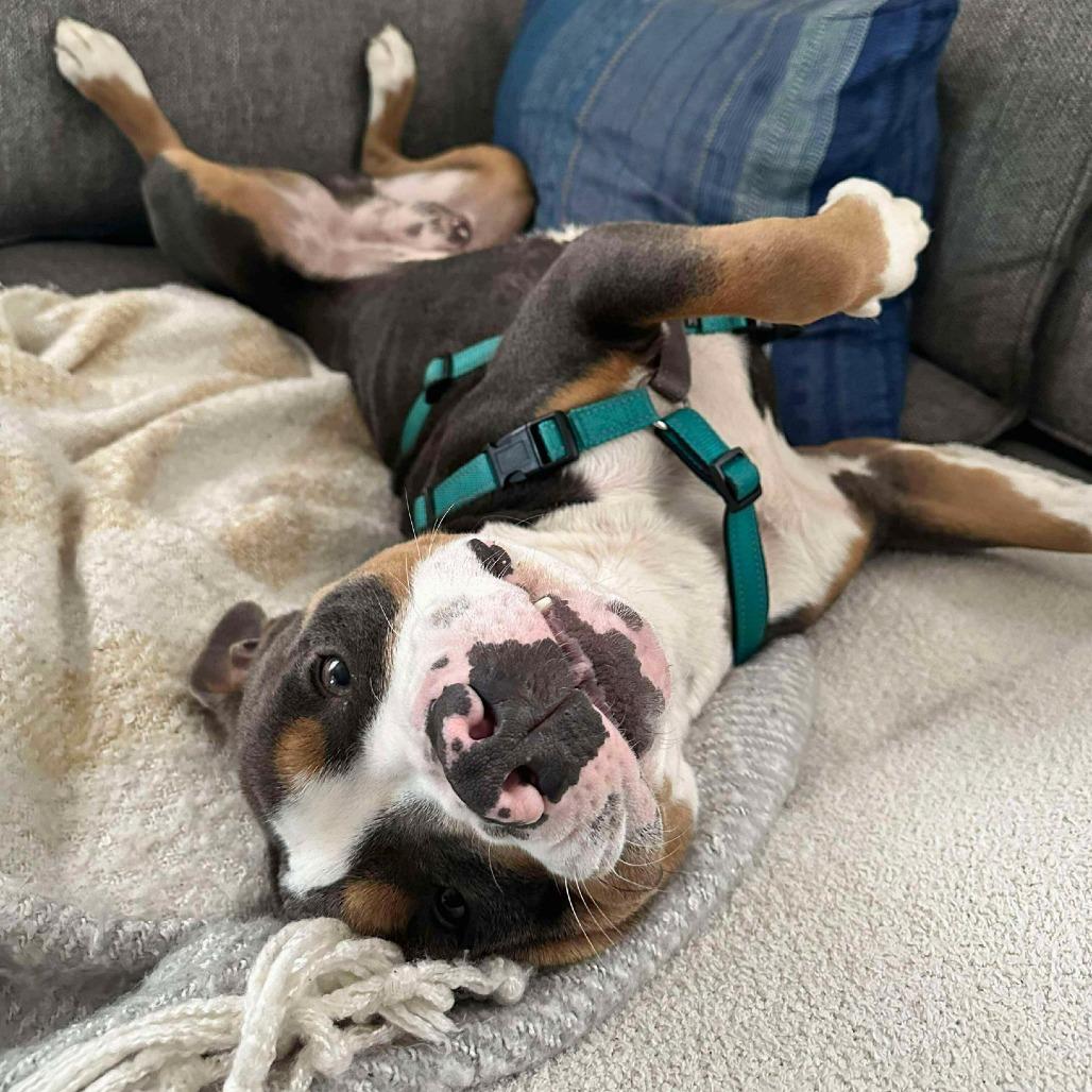 Jayden, a Adoptable Mixed Breed image 2/5