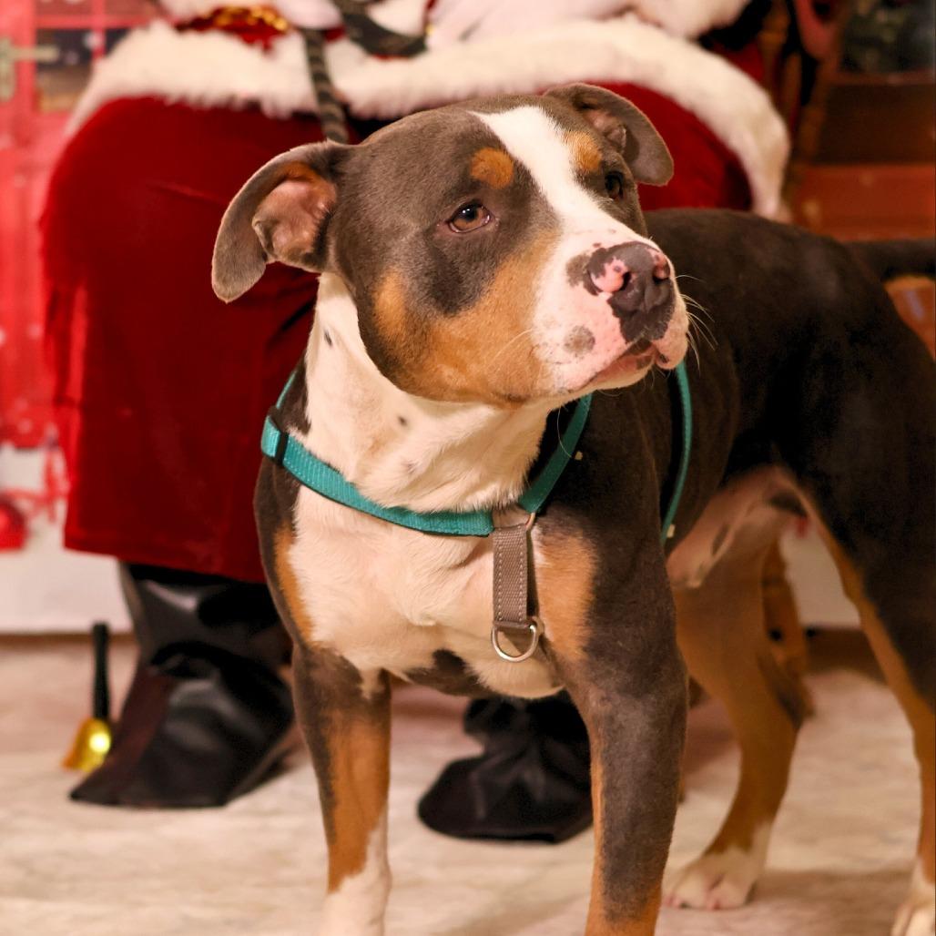 Jayden, a Adoptable Mixed Breed image 4/5