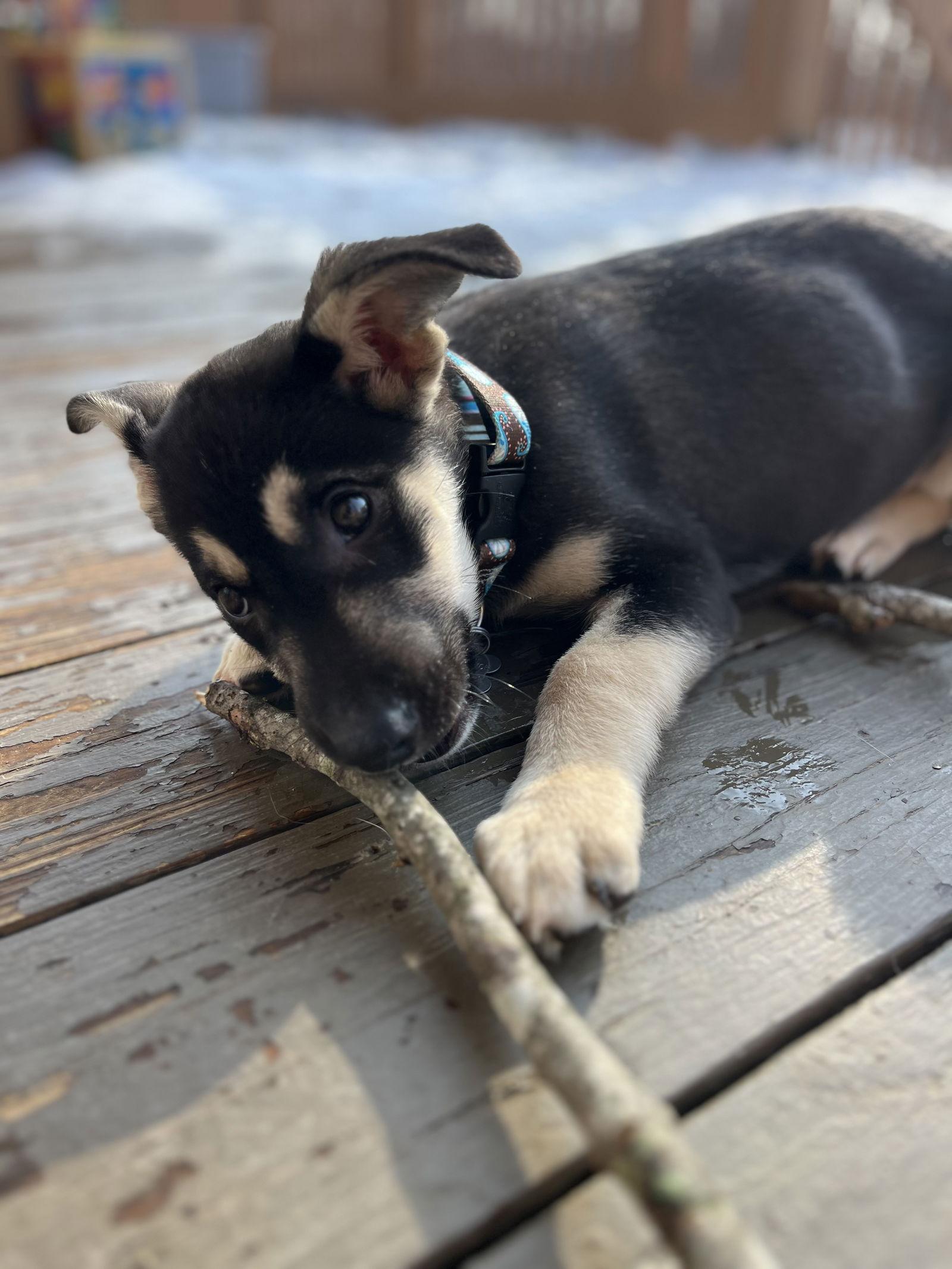 Joplin — thumbnail 3