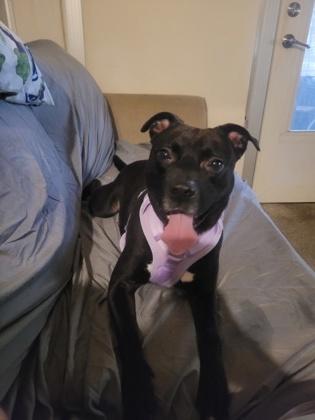 Nitro, Adoptable, Adult Male Mixed Breed & Mixed Breed.