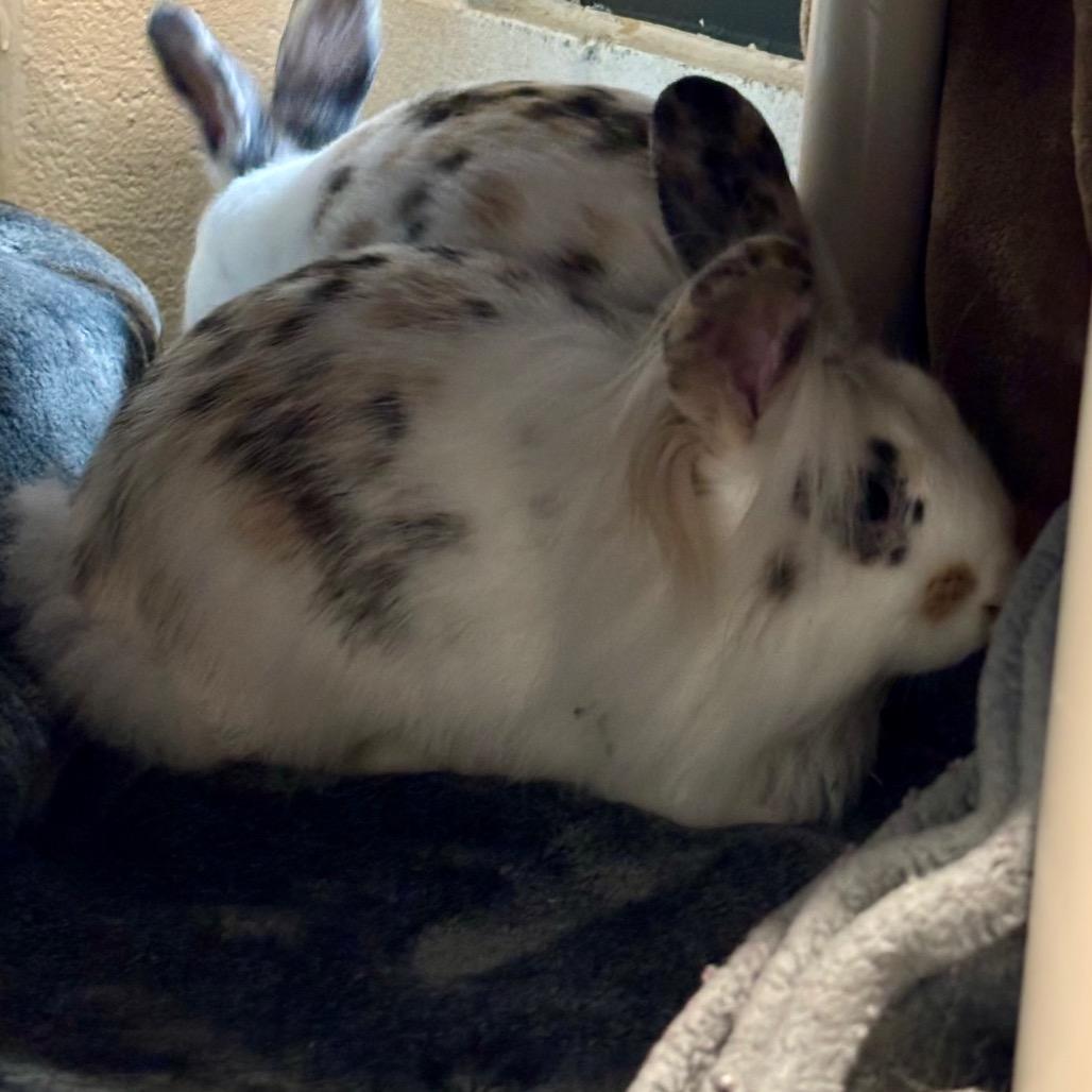 Enlarge Oolong, a Adoptable Harlequin in Grand Rapids, MI image 2/3