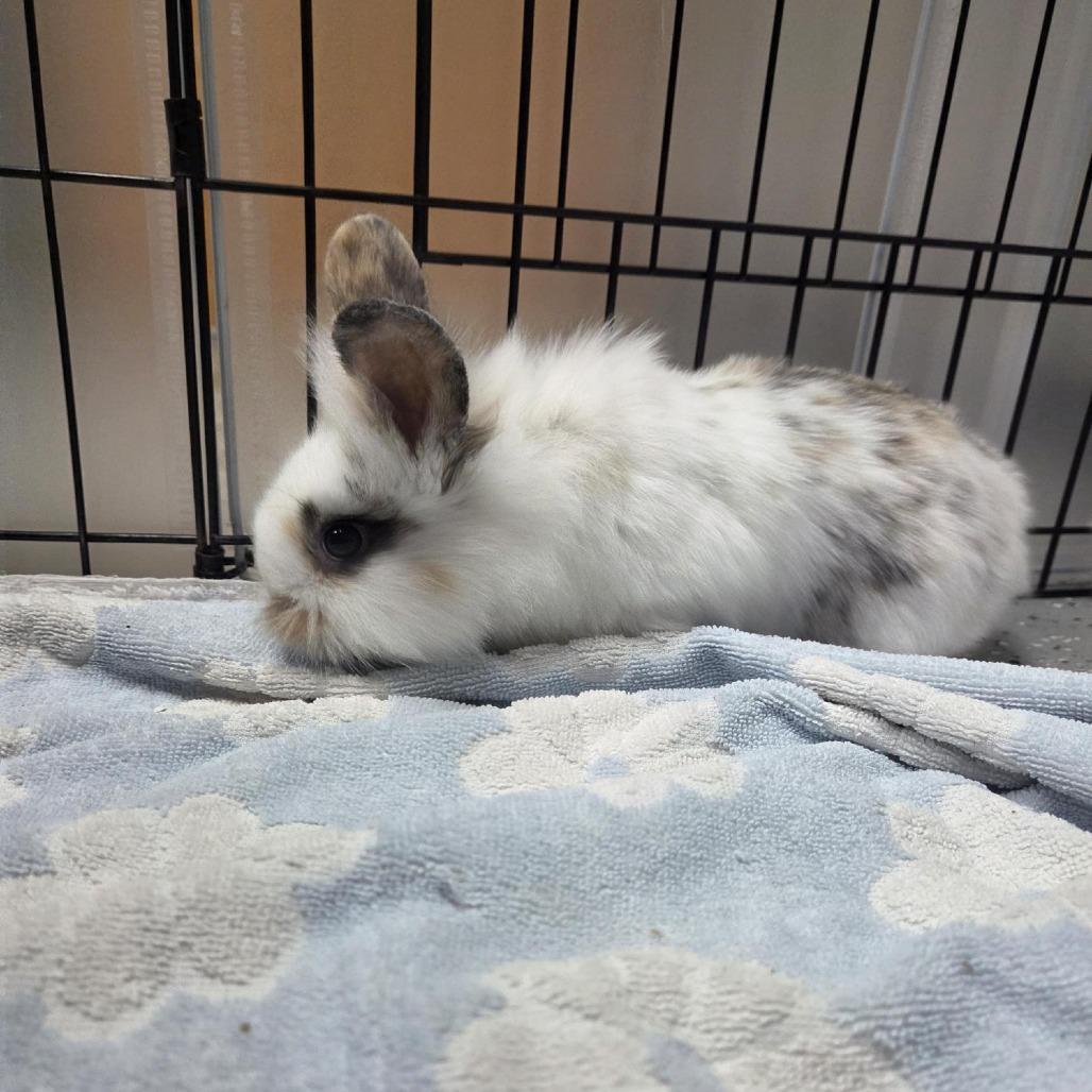 Enlarge Oolong, a Adoptable Harlequin in Grand Rapids, MI image 3/3