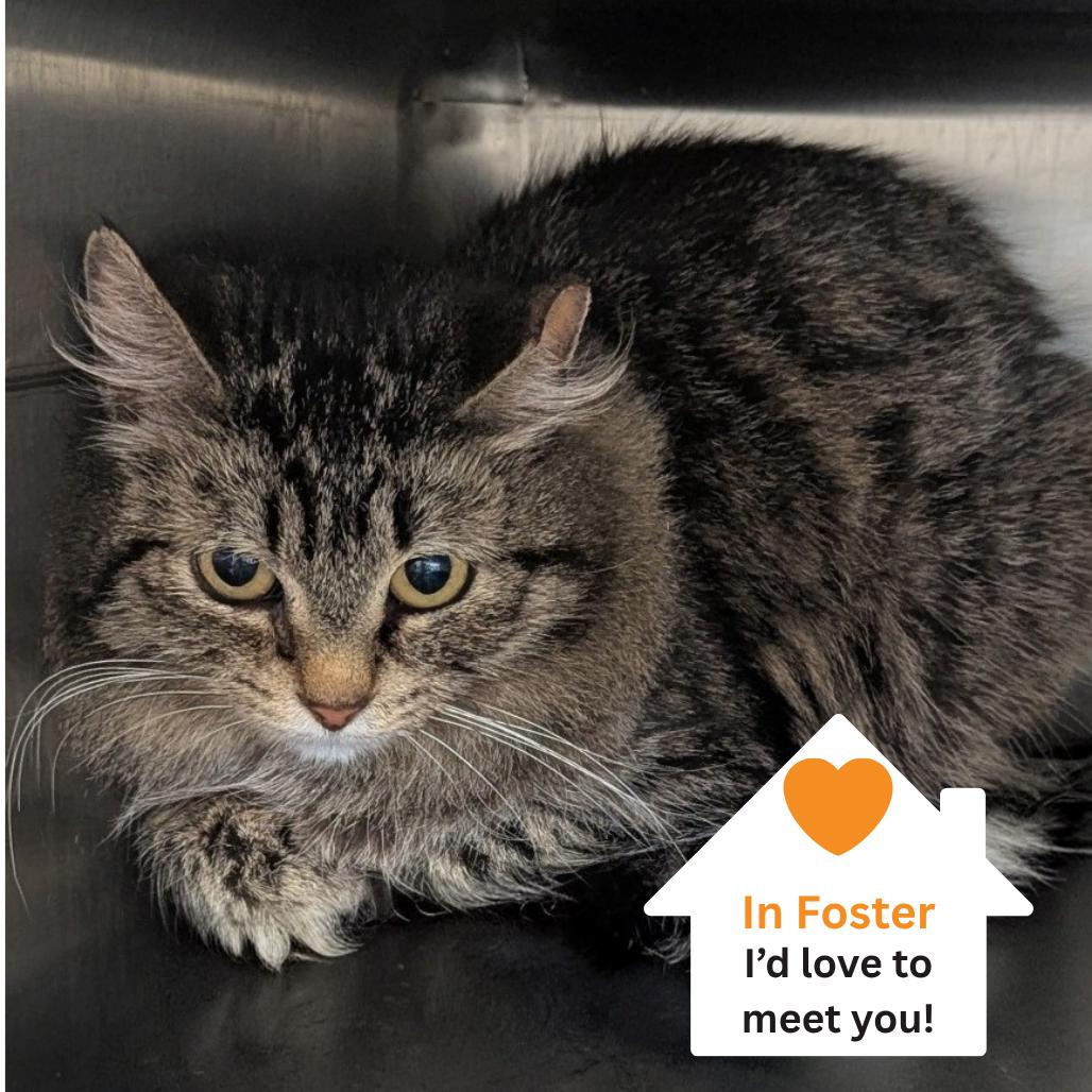 Kea, a Adoptable Domestic Long Hair in Salt Lake City, UT image 2/4