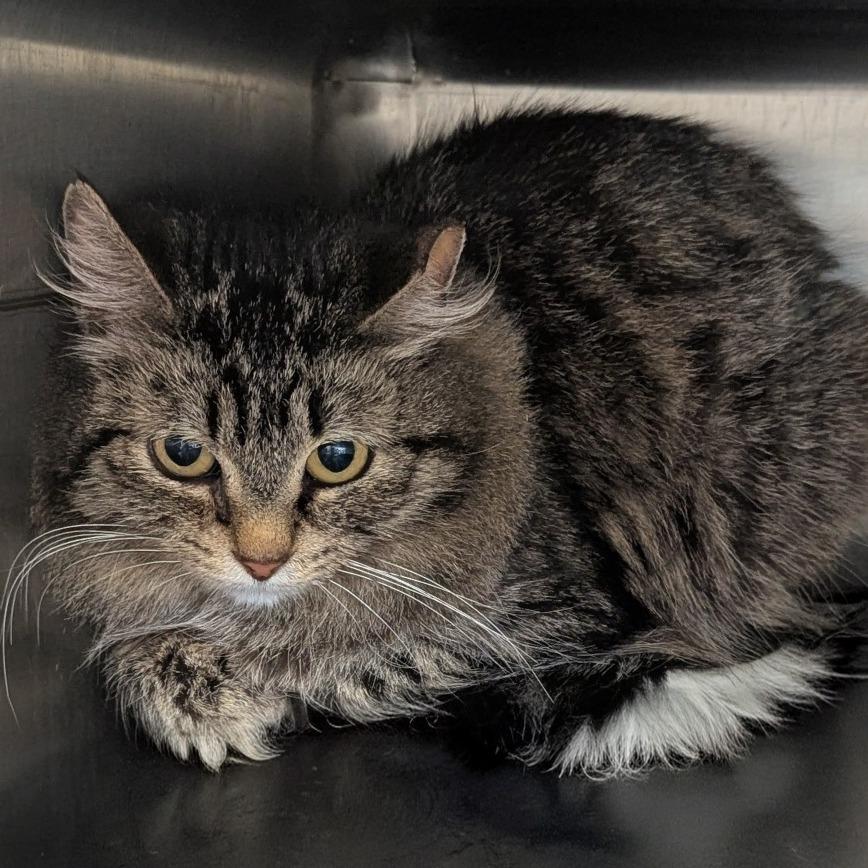 Kea, a Adoptable Domestic Long Hair in Salt Lake City, UT image 3/4
