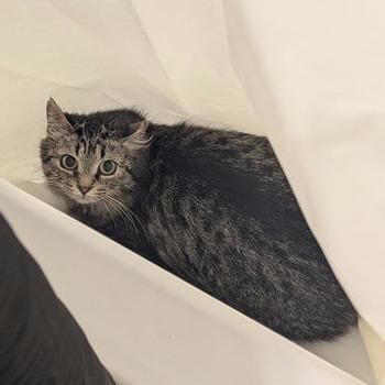 Kea, a Adoptable Domestic Long Hair in Salt Lake City, UT image 4/4