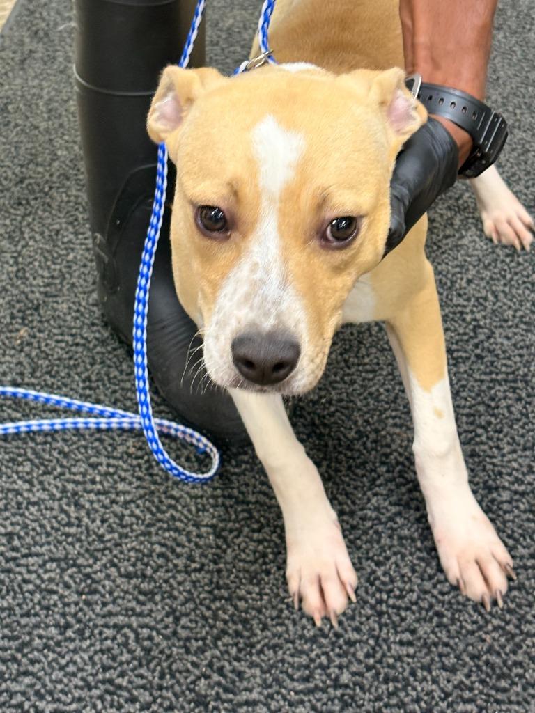 Ivy, Adoptable, Puppy Female Mixed Breed.