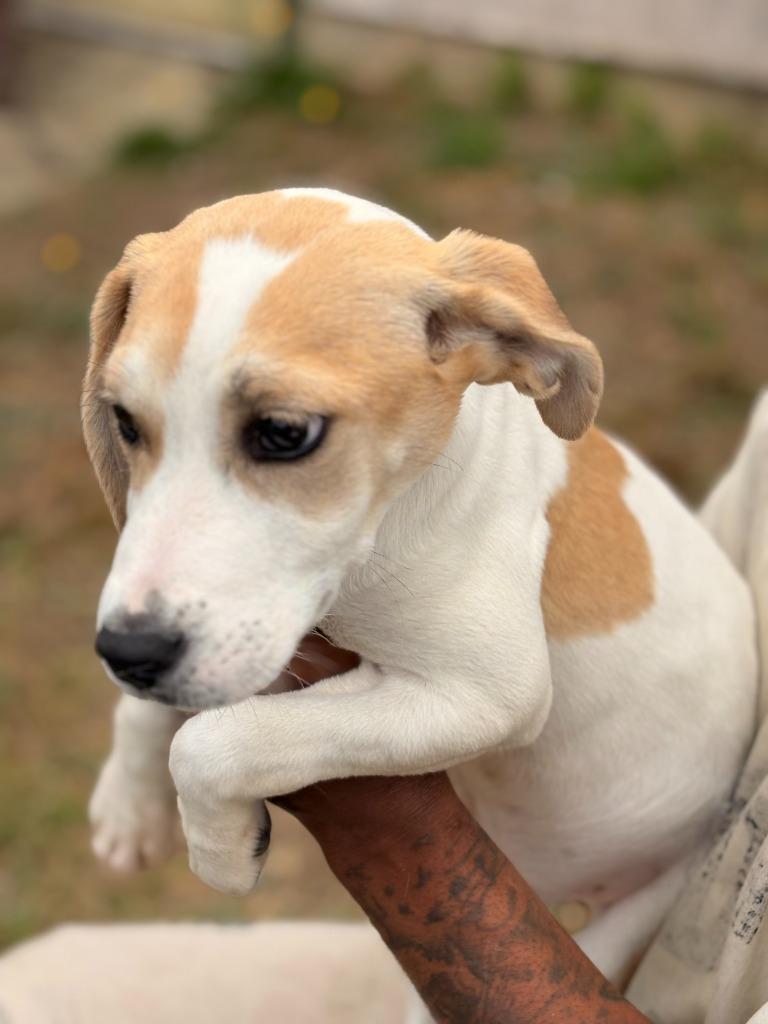 Ivy, a Adoptable mixed breed in Effingham, SC image 3/3