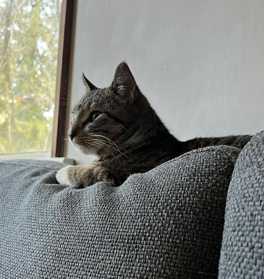 Sebastian (bonded to Flounder)