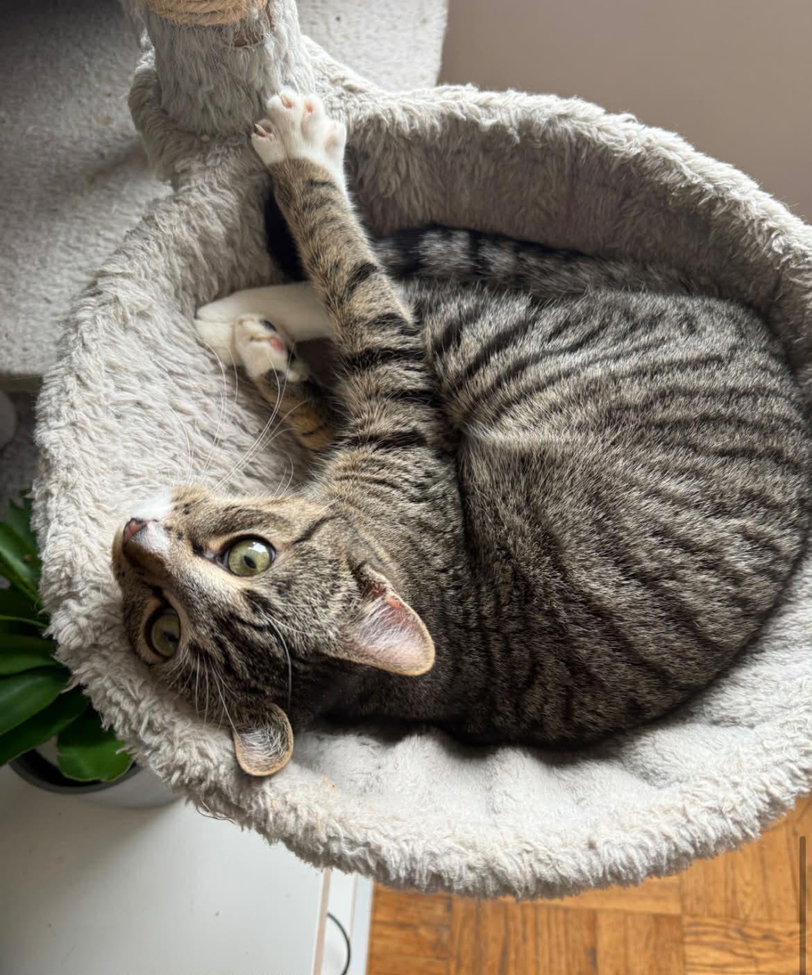 Enlarge Sebastian, a ADOPTABLE Domestic Short Hair in Vancouver, BC image 3/3