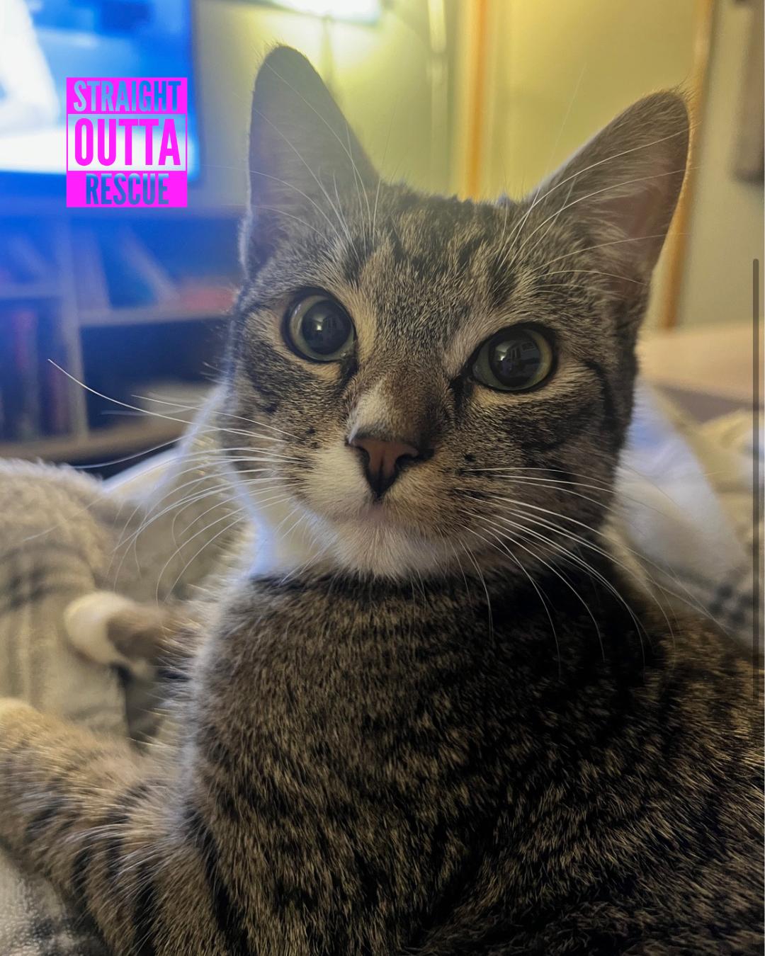 Enlarge Sebastian (bonded to Flounder), a ADOPTABLE Domestic Short Hair in Vancouver, BC image 6/6