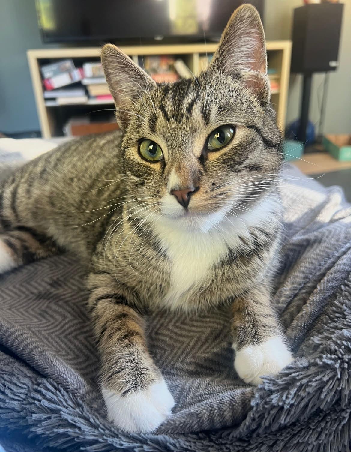 Sebastian (bonded to Flounder) — thumbnail 4