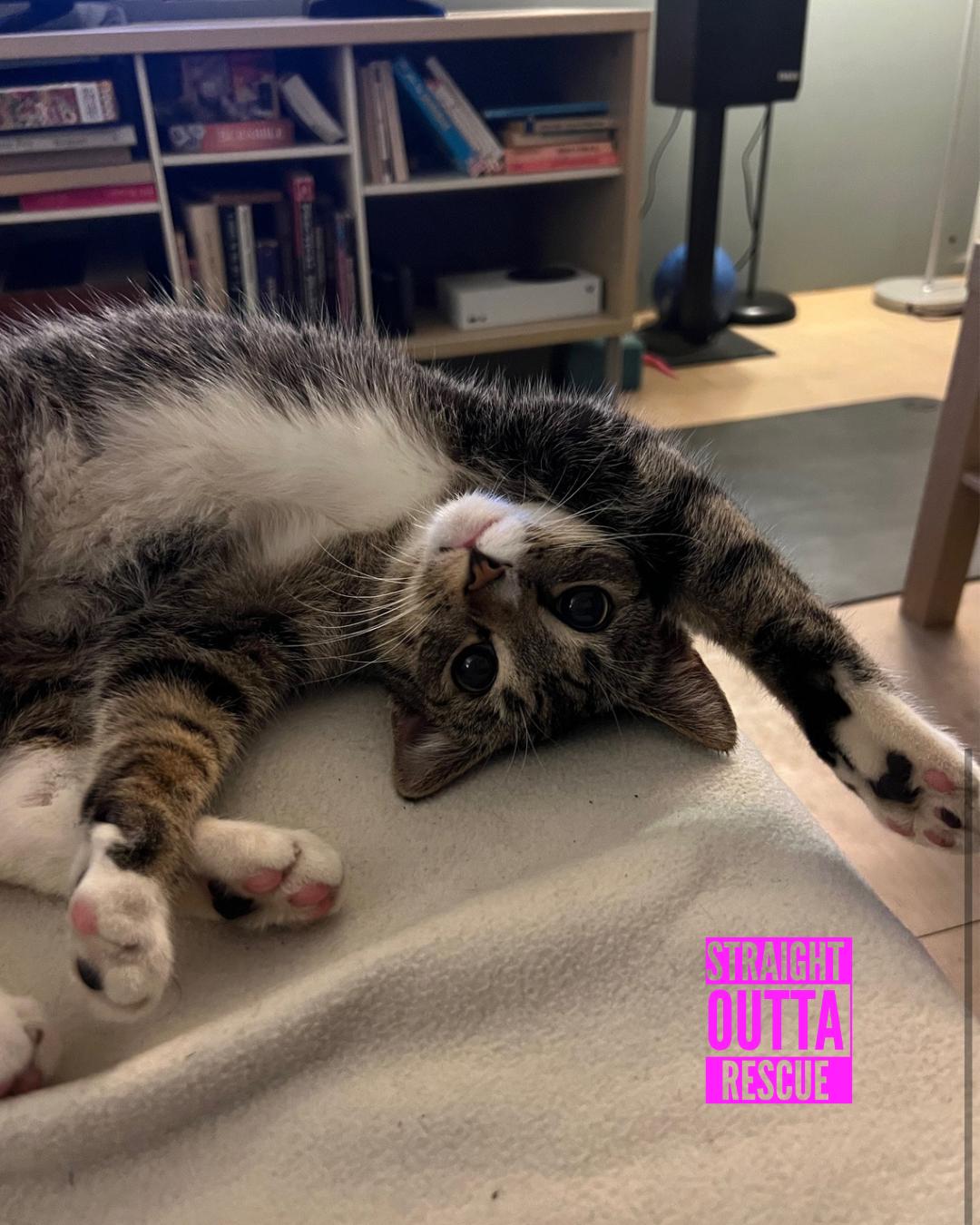 Enlarge Sebastian (bonded to Flounder), a ADOPTABLE Domestic Short Hair in Vancouver, BC image 1/6