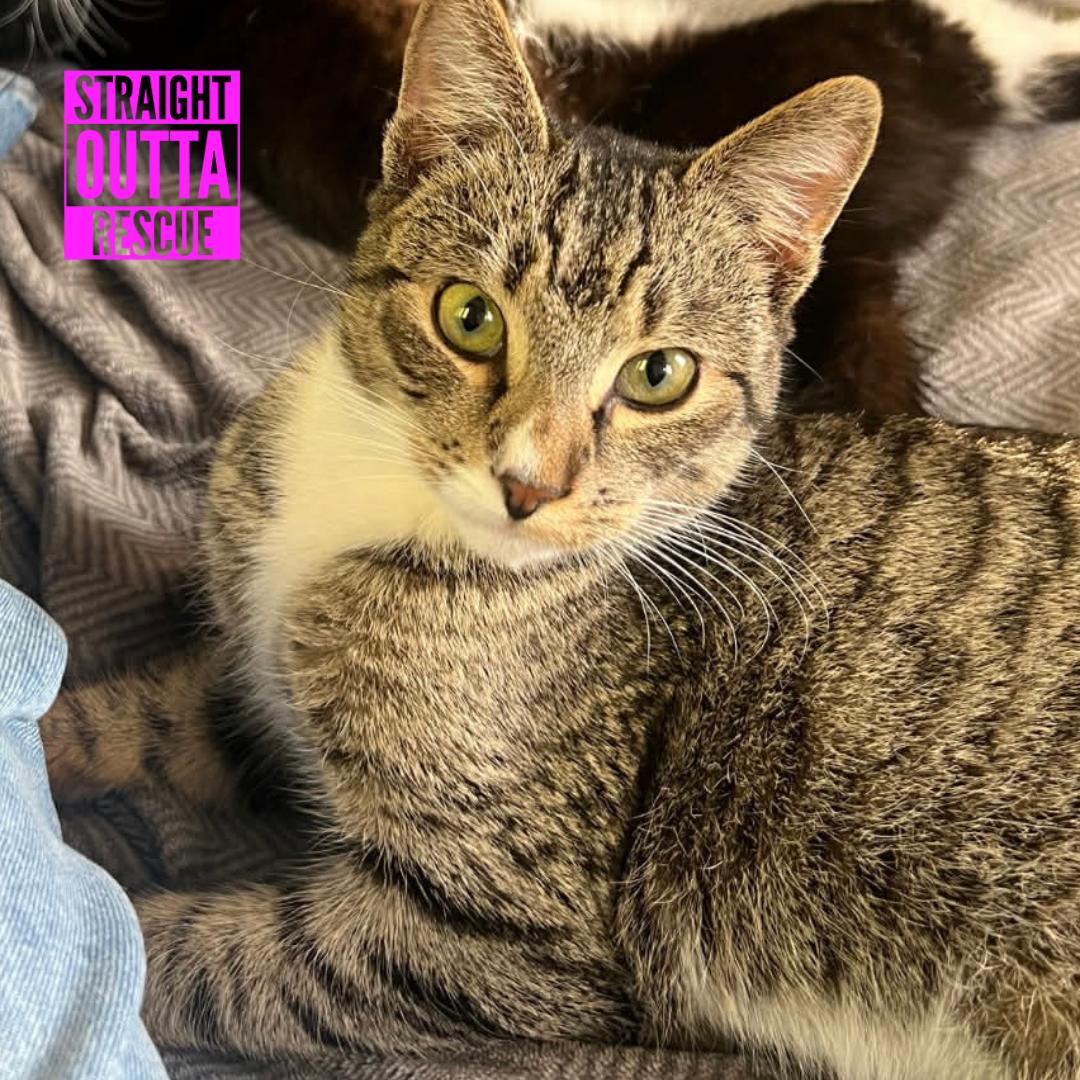 Sebastian, ADOPTABLE, Young Male Domestic Short Hair.