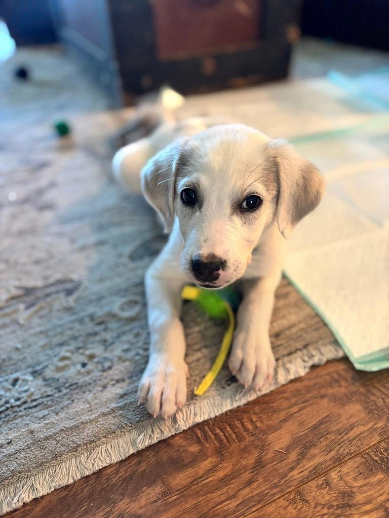 Enlarge Lilly Anna, a Adoptable mixed breed in Orlando, FL image 1/1