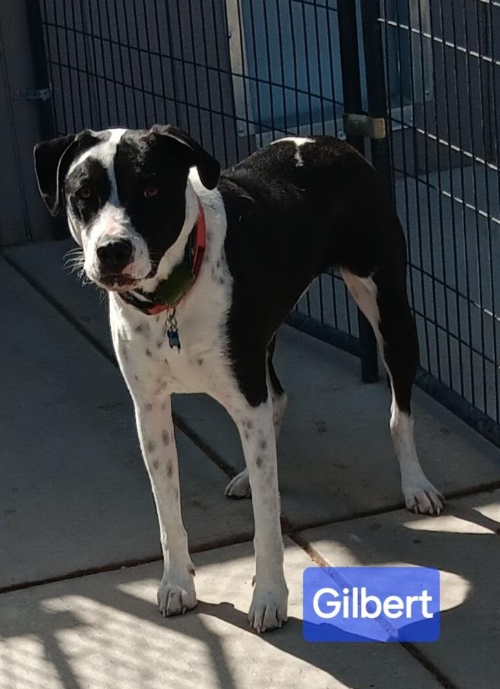 Gilbert (Clovis black), Adoptable, Adult Male Cattle Dog & Staffordshire Bull Terrier.