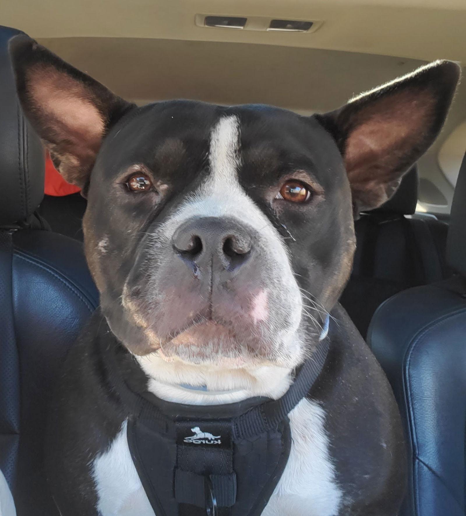 Enlarge Bob Barker "Bobby", a Adopted American Bulldog in Hillsboro, NH image 2/3