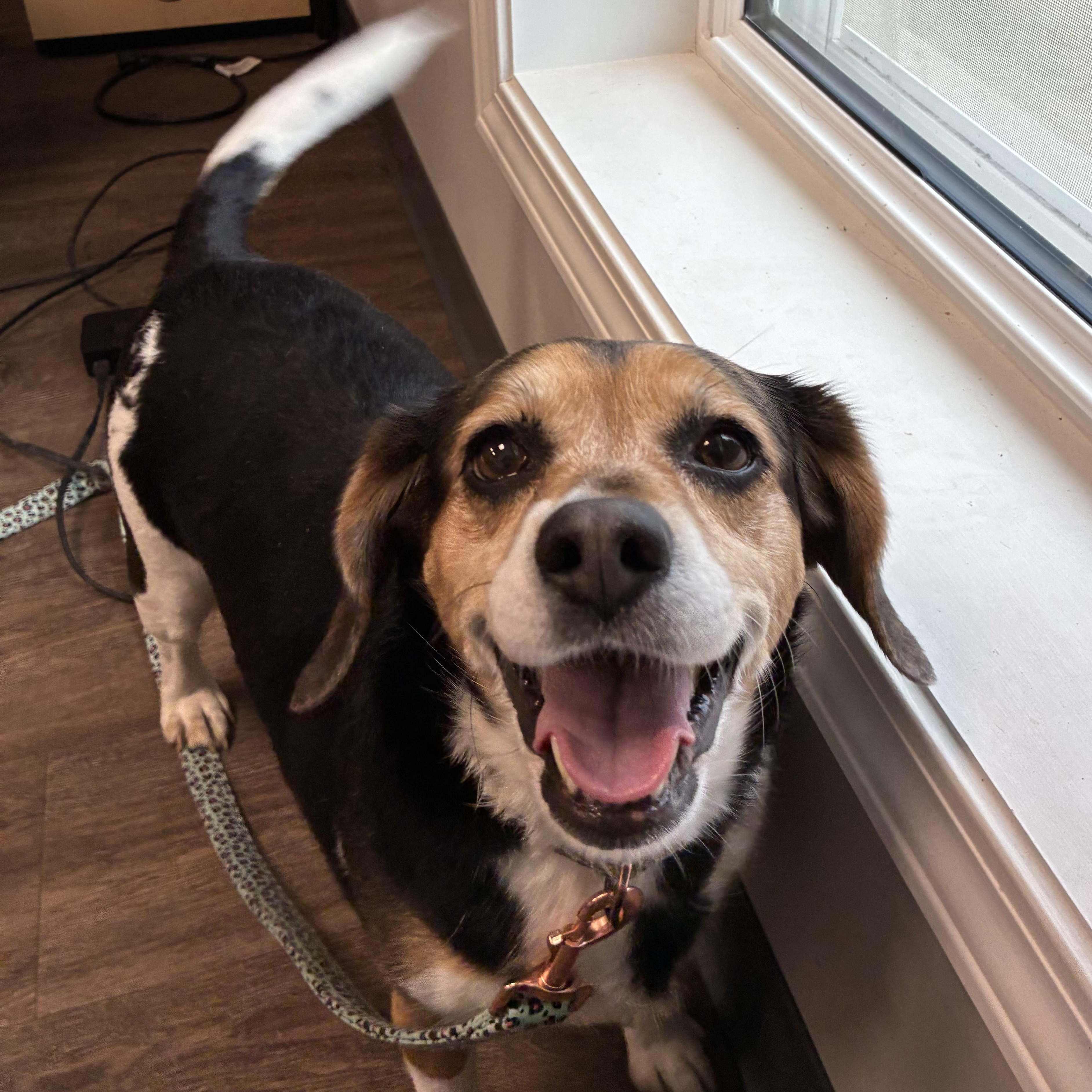 Missy, adopted, Adult Female Beagle.