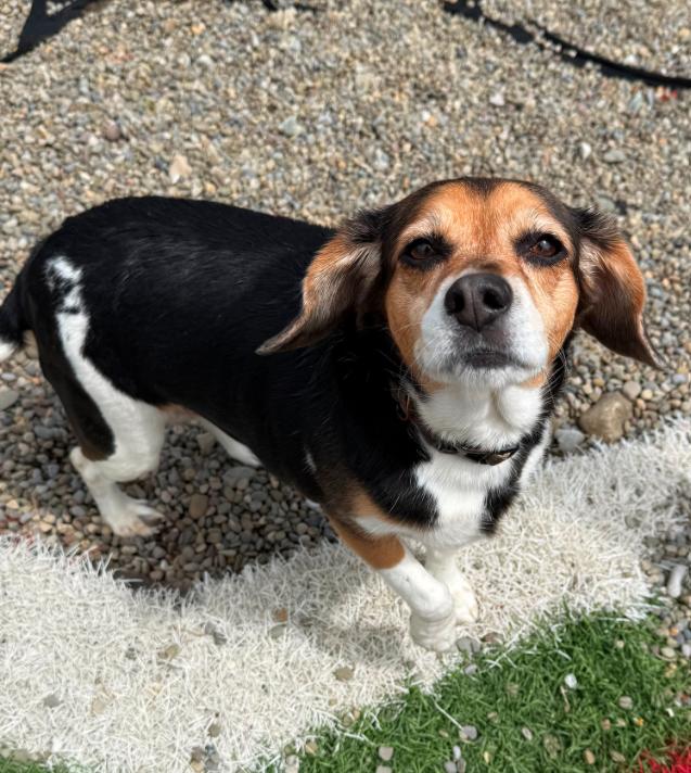 Missy, an adopted Beagle in Hornell, NY image 2/2