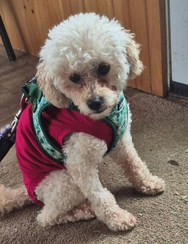 Milly the Maltese, Adopted, Adult Female Maltese & Poodle.