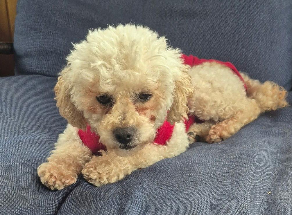 Enlarge Milly the Maltese, a Adopted mixed breed in London, ON image 2/3