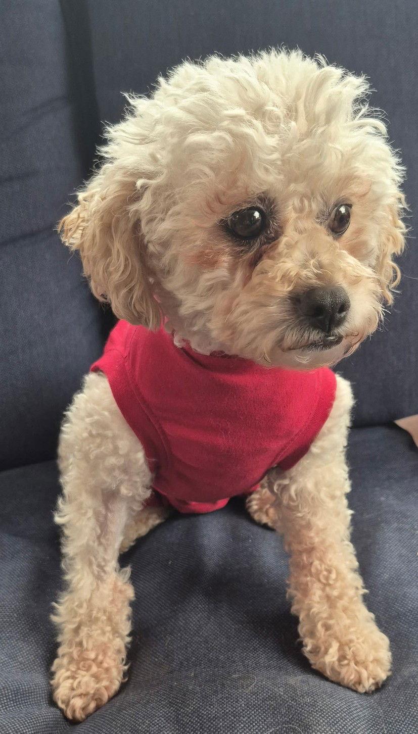 Enlarge Milly the Maltese, a Adopted mixed breed in London, ON image 3/3