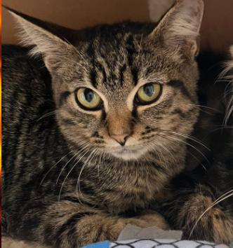 Enlarge Phoenix, a Adoptable Domestic Short Hair in Salem, OH image 1/1