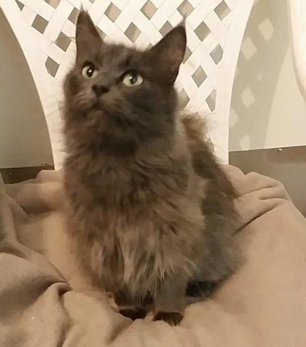 Enlarge Pearl *bonded To Haida*, a Adoptable mixed breed in West Vancouver, BC image 1/2