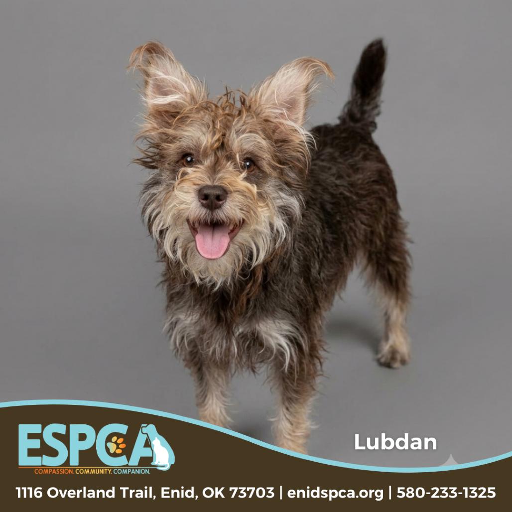 Enlarge Lubdan, a Adoptable mixed breed in Enid, OK image 1/2