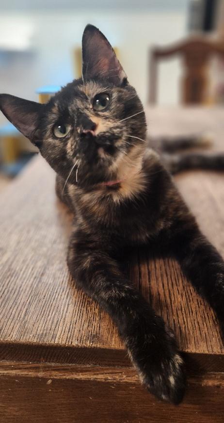 Kitten 27769 (Charlotte), Adoptable, Young Female Tortoiseshell.