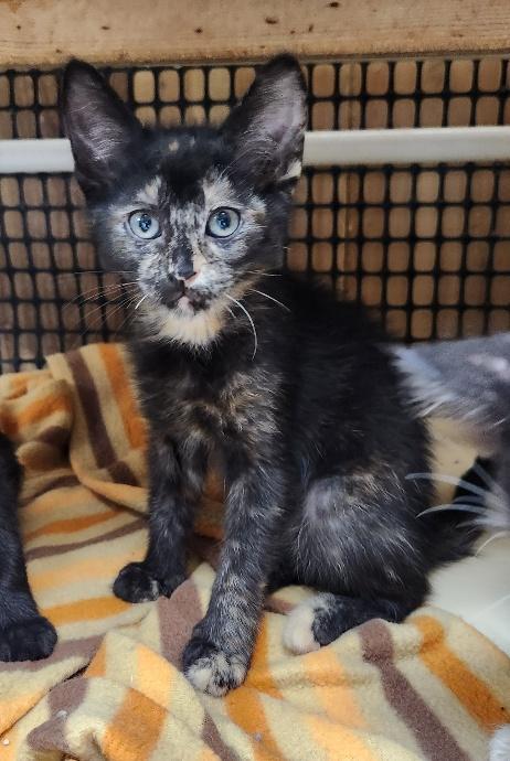 Enlarge Kitten 27769 (Charlotte), a Adoptable Tortoiseshell in Parlier, CA image 2/6