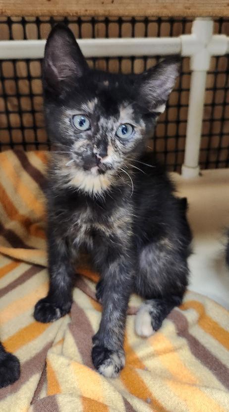 Enlarge Kitten 27769 (Charlotte), a Adoptable Tortoiseshell in Parlier, CA image 3/6