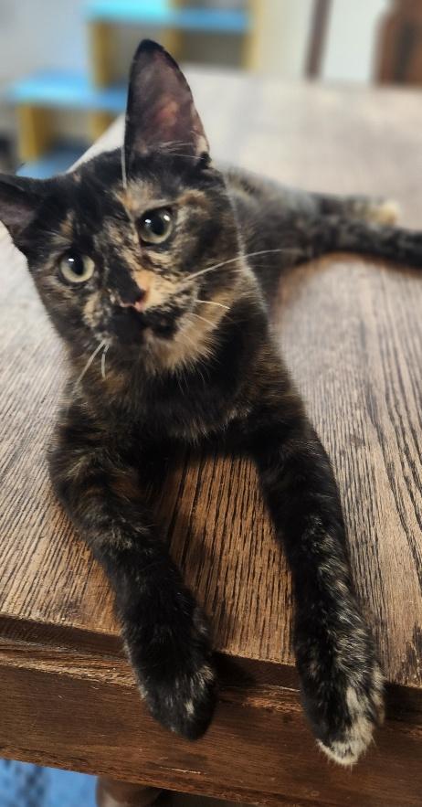Enlarge Kitten 27769 (Charlotte), a Adoptable Tortoiseshell in Parlier, CA image 4/6