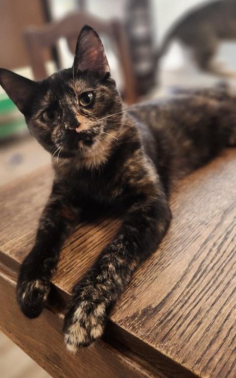 Enlarge Kitten 27769 (Charlotte), a Adoptable Tortoiseshell in Parlier, CA image 5/6