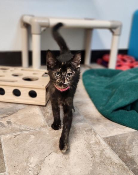 Enlarge Kitten 27769 (Charlotte), a Adoptable Tortoiseshell in Parlier, CA image 6/6