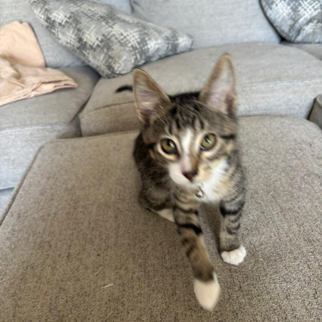 Blueberry, Adoptable, Kitten Female American Shorthair.