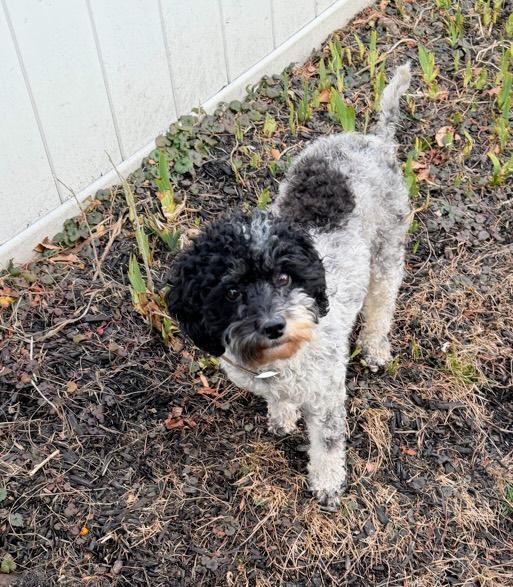 Enlarge Dee Dee, an adopted Cockapoo in Franklinville, NJ image 1/2