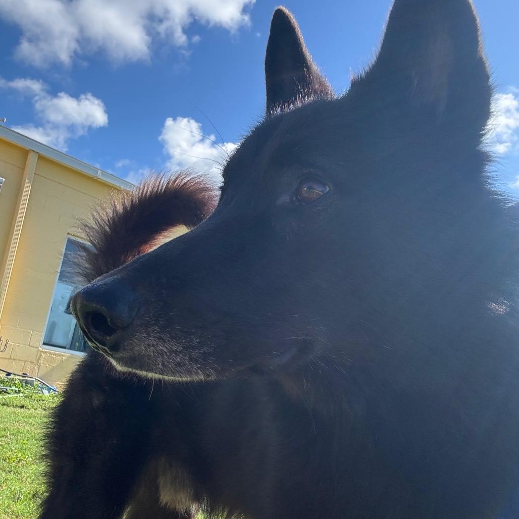 Enlarge Wolfie, a Adoptable mixed breed in Port Charlotte, FL image 1/1