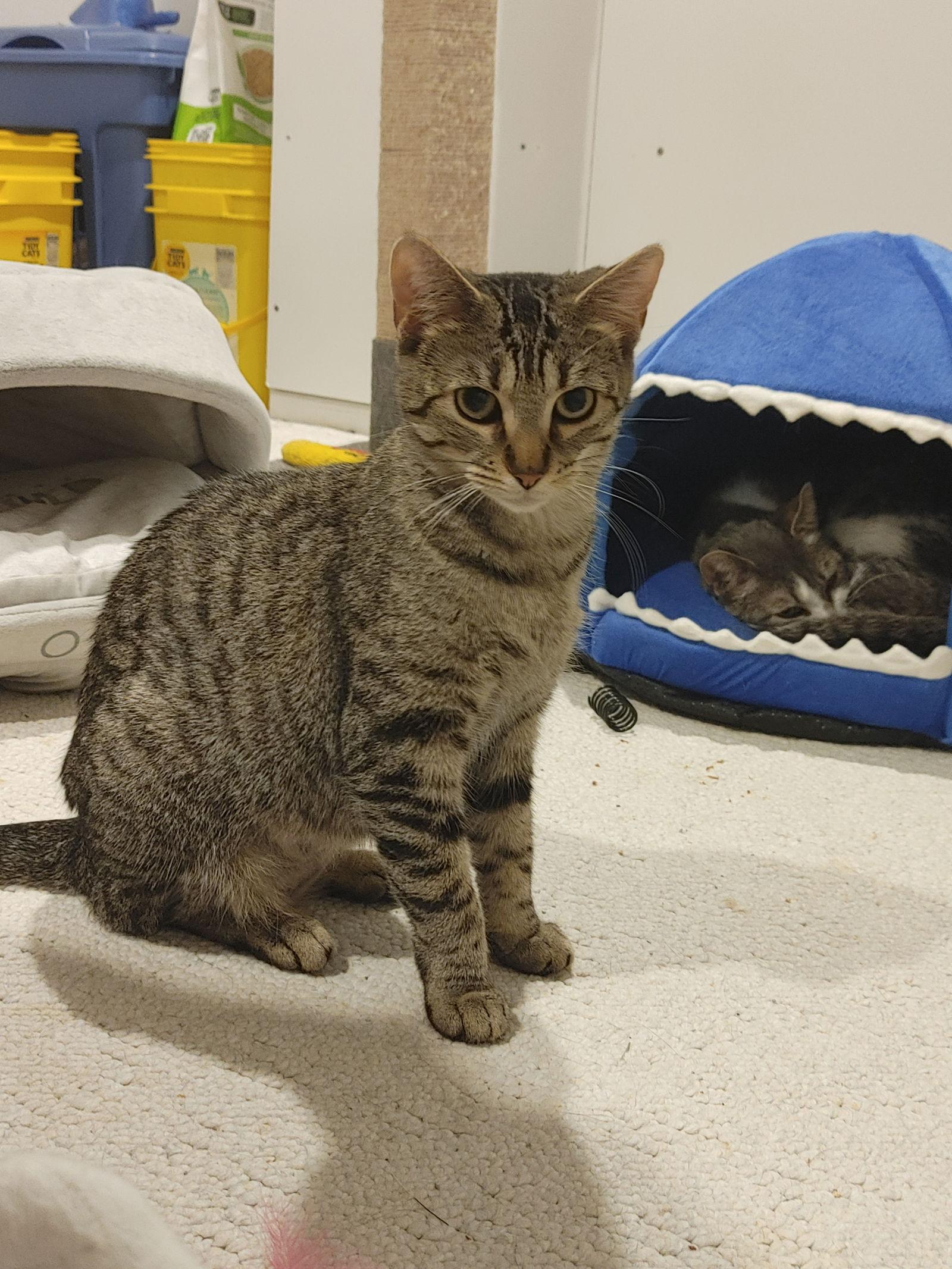 Enlarge Lavendor, a Adoptable Domestic Short Hair in Walled Lake, MI image 1/3