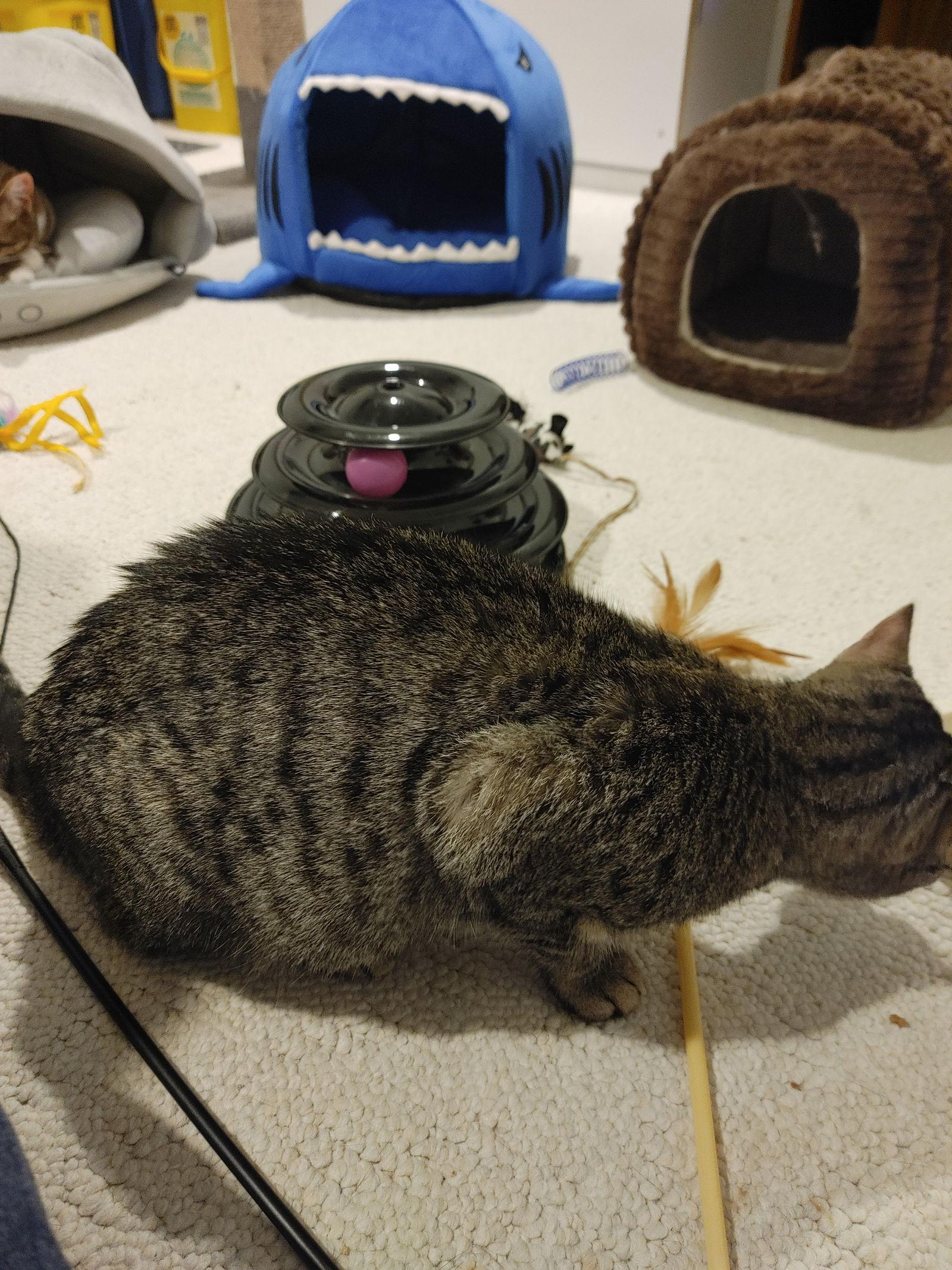 Enlarge Lavendor, a Adoptable Domestic Short Hair in Walled Lake, MI image 2/3