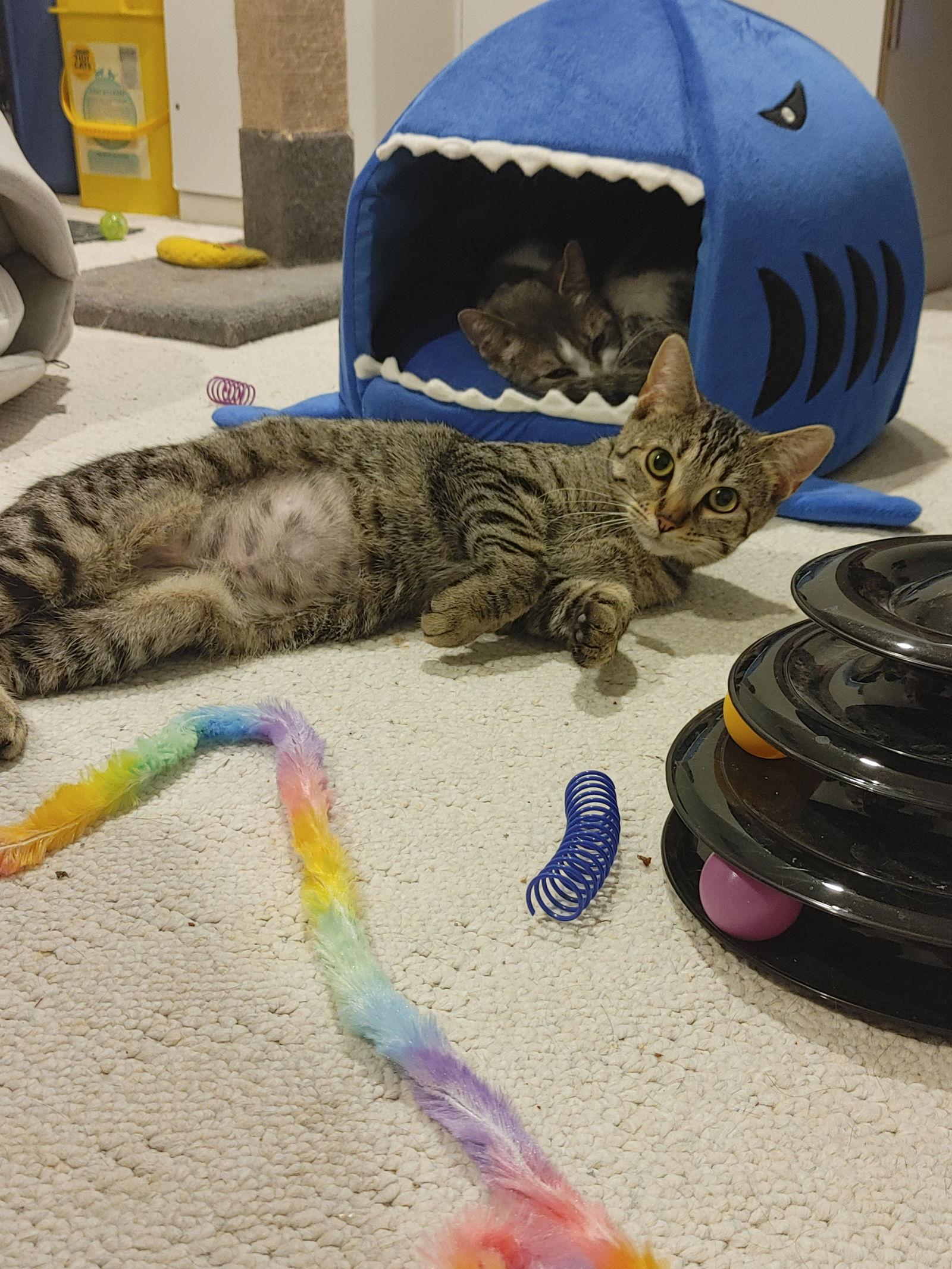 Enlarge Lavendor, a Adoptable Domestic Short Hair in Walled Lake, MI image 3/3